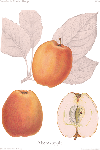 Åkerö äpple. Målning av Henriette Sjöberg